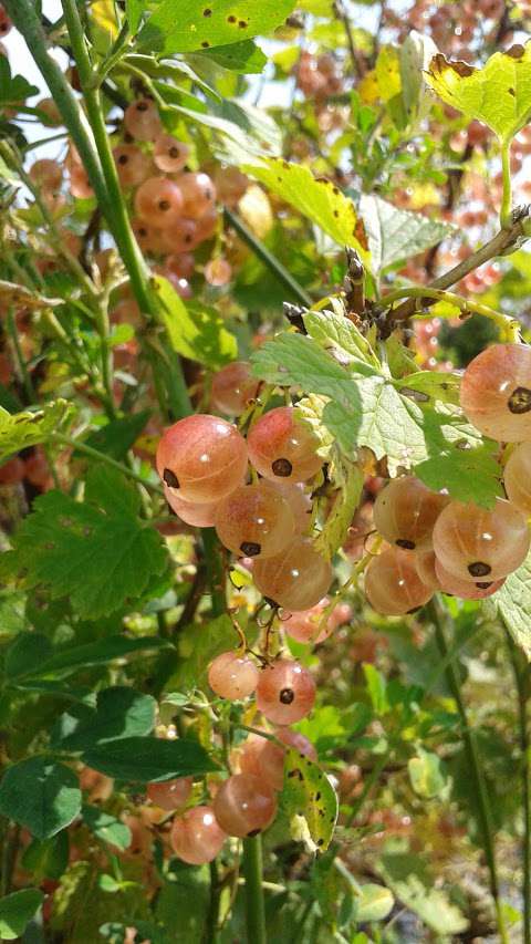 Les Fruits du Poirier Les Fruits du Poirier